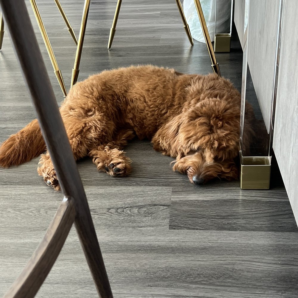 My parents' super cute F1 mini goldendoodle! She was super tired after her long walk in the morning lol