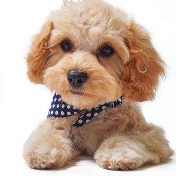 Soap Doggy Dog - Pet Groomers Near Me Soap Doggy Dog - Pet Groomers Near Me