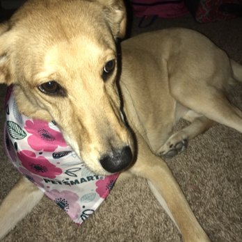 PetSmart - Pet Stores Near Me - Richmond, Texas
