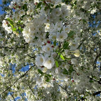 Artisan Coffee House - The beautiful tree out front - Coffee & Tea Near Me - Scottsville, New York