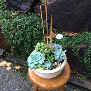 Renton Flower Shop - Beautiful succulent arrangement for a 'get well'!! - Florists Near Me - Renton, Washington Renton Flower Shop - Beautiful succulent arrangement for a 'get well'!! - Florists Near Me - Renton, Washington