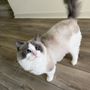 Photo of The Catty Wagon