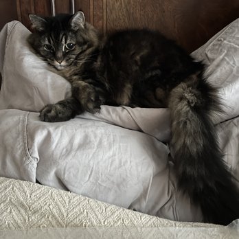 Meadows Cat Hospital - Remi, relaxing, as always. : ) - Veterinarians Near Me - Issaquah, Washington Meadows Cat Hospital - Remi, relaxing, as always. : ) - Veterinarians Near Me - Issaquah, Washington