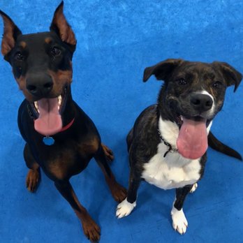 The Dog Mall - Smiling dogs at doggy daycare - Dog Walkers Near Me - Carver, Massachusetts