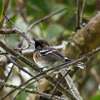Hawaii Bird Tours - Tours Near Me