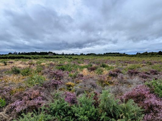 Culloden Battlefield (National Trust for Scotland) by null