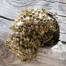 Tipp City Pest Solutions - Stinging Insect Control