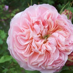 Rosen und Lichterfest