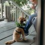 Photo of Oakland Pet Care
