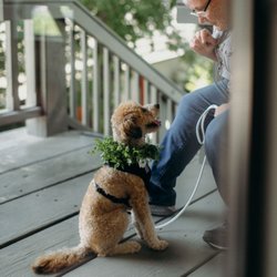 Oakland Pet Care - Delia and Chester at our wedding