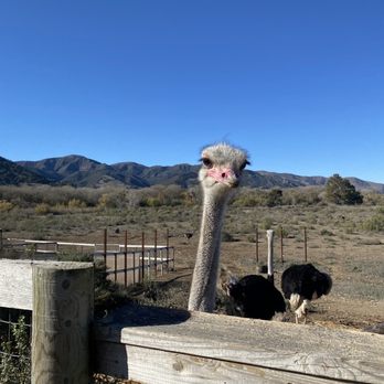 Ostrichland USA - Attraction Farms Near Me - Solvang, California Ostrichland USA - Attraction Farms Near Me - Solvang, California