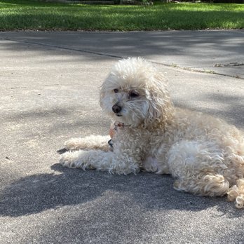 Tomlinson's Feed - This is Belle our fur baby in whom we love. - Pet Stores Near Me - Austin, Texas Tomlinson's Feed - This is Belle our fur baby in whom we love. - Pet Stores Near Me - Austin, Texas