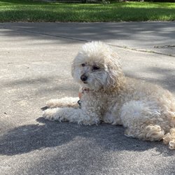 Tomlinson's Feed - This is Belle our fur baby in whom we love.