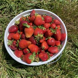 Strawberry picking
