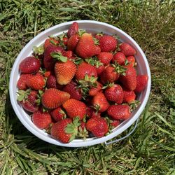 Hyde Farms - Strawberry picking