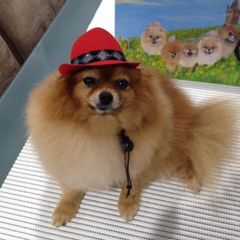 K9 Chic - Buddy wearing a K9 Chic hat - Pet Stores Near Me - Cleveland, QLD