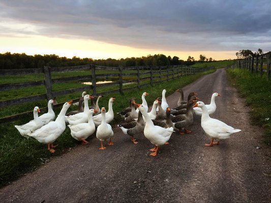 Kinderhook Farm by null