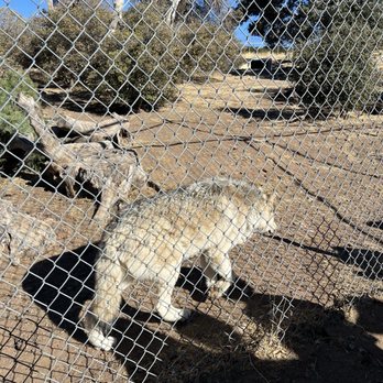 California Wolf Center - Zoos Near Me - Julian, California