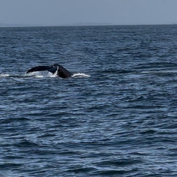 Puget Sound Express - Whale Watching Tours Near Me - Edmonds, Washington Puget Sound Express - Whale Watching Tours Near Me - Edmonds, Washington