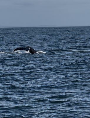 Puget Sound Express by null