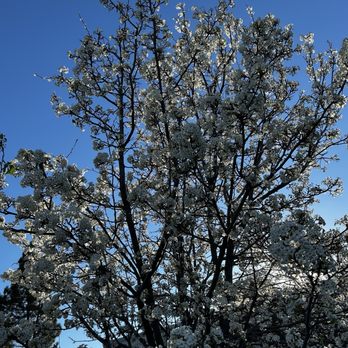 Stoneridge Shopping Center - Cherry blossom around Macys parking lot - Shopping Centers Near Me - Pleasanton, California