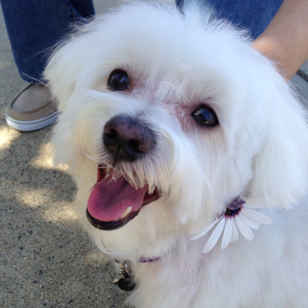 Pampered Pets - Always happy after a grooming session at Pampered Pets! - Pet Groomers Near Me - Fallbrook, California Pampered Pets - Always happy after a grooming session at Pampered Pets! - Pet Groomers Near Me - Fallbrook, California
