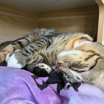 Hawai'i Cat Café - Pet Adoption Near Me - Honolulu, Hawaii Hawai'i Cat Café - Pet Adoption Near Me - Honolulu, Hawaii