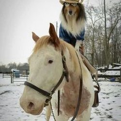 Gone To The Dogs Ranch