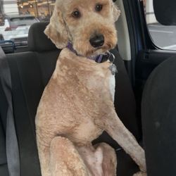 The Pink Poodle Spa Boutique - And this is how my dog looked