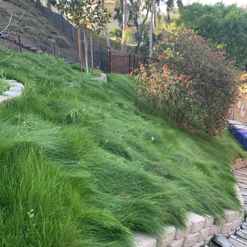 Greenwave grass