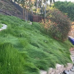 Greenwave grass Greenwave grass