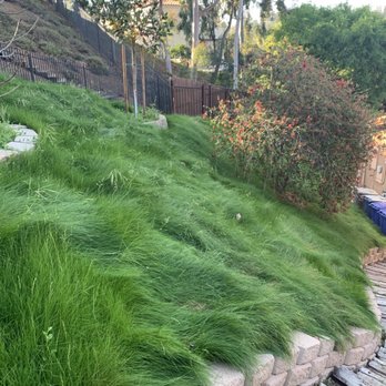 Azaleawood - Greenwave grass - Landscaping Near Me - Vista, California Azaleawood - Greenwave grass - Landscaping Near Me - Vista, California