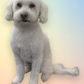 Gem State Grooming - Pet Groomers Near Me Gem State Grooming - Pet Groomers Near Me