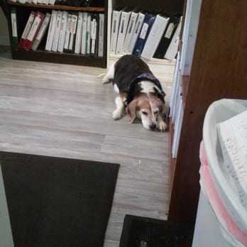 Addictive Behaviors - Owner's friendly dog - Hobby Shops Near Me - Eugene, Oregon