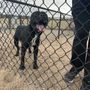 Photo of Lowry Dog Park