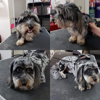Angel's Pet Styling - Spud. Before and after - Pet Groomers Near Me - Pensacola, Florida Angel's Pet Styling - Spud. Before and after - Pet Groomers Near Me - Pensacola, Florida