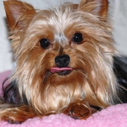 Mary Ann's Pampered Pets & Pet Services