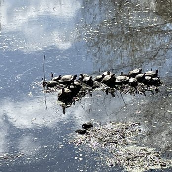 Brookside Gardens  - Titles basking in the sun - Botanical Gardens Near Me - Wheaton, Maryland