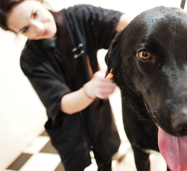 PAWSH SALON Updated September 2024 19 S Main St, Minot, North