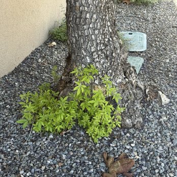Red Shovel Landscape - Growth not removed - Landscaping Near Me - Albuquerque, New Mexico
