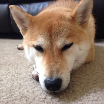 Pet Salon - Looking pretty is hard work - Pet Groomers Near Me - Mentone, California Pet Salon - Looking pretty is hard work - Pet Groomers Near Me - Mentone, California