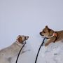 Photo of The Orange Leash