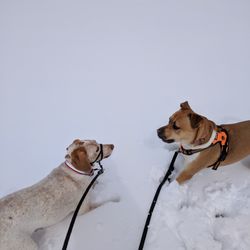 The Orange Leash - Winter fun