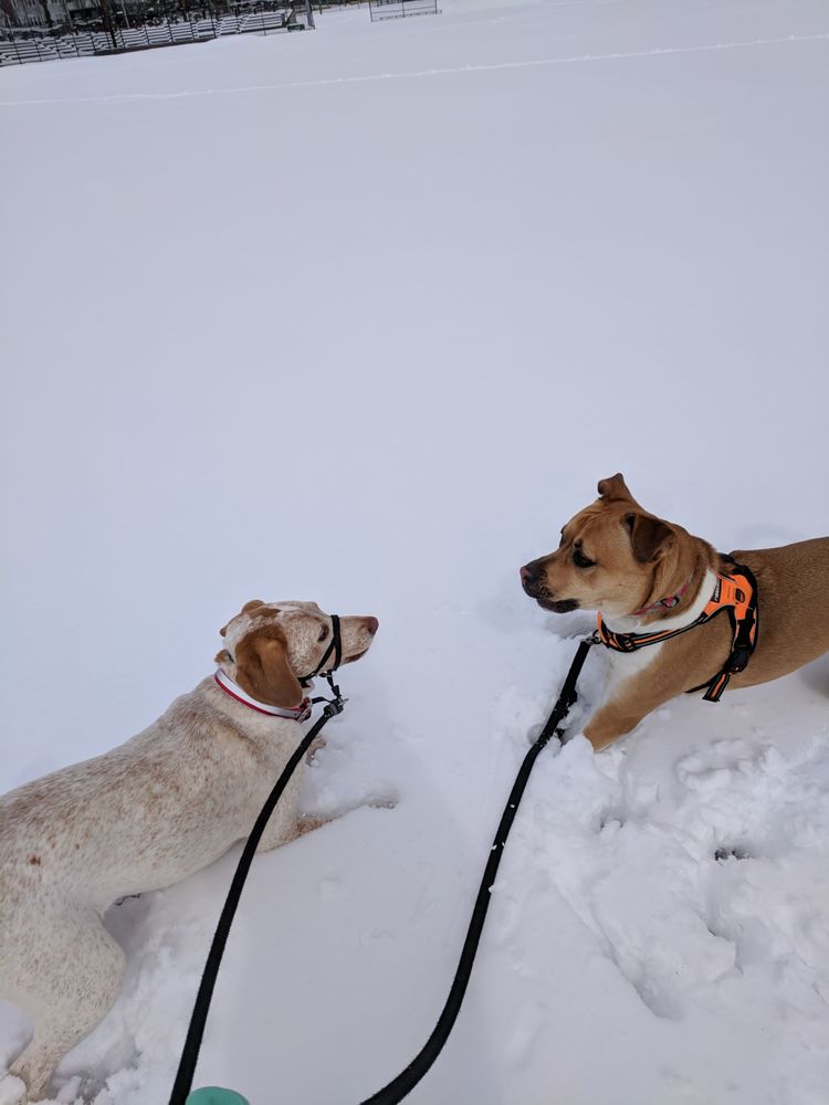 The Orange Leash - pet boarding facility in West Roxbury, MA
