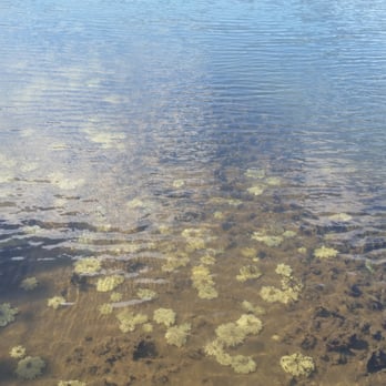 Green Turtle Hammock Nature Preserve - Watch out for jellyfish! - Parks Near Me - Islamorada, Florida Green Turtle Hammock Nature Preserve - Watch out for jellyfish! - Parks Near Me - Islamorada, Florida