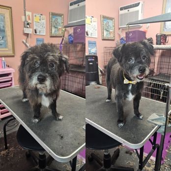 Delightful Dog Grooming - Pet Groomers Near Me - Webster, Texas