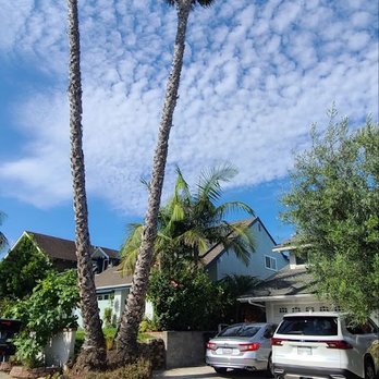 L&P Tree Service - Palm Trees Before - Landscaping Near Me