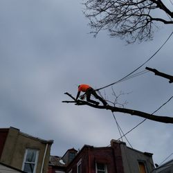 Morgan Brothers Tree Service