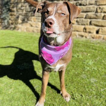 Bubbly Paws - Keller - Bandanas are included with grooming services, how cute! - Pet Groomers Near Me - Keller, Texas Bubbly Paws - Keller - Bandanas are included with grooming services, how cute! - Pet Groomers Near Me - Keller, Texas