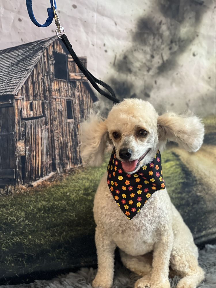 BARKS & BUBBLES BOUTIQUE Updated July 2024 524 N Main St, Newcastle